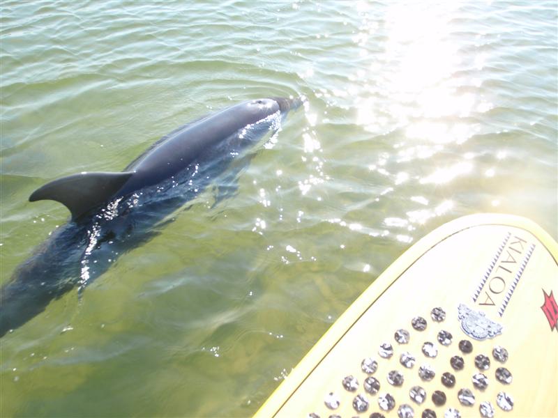 dolphin dolphin